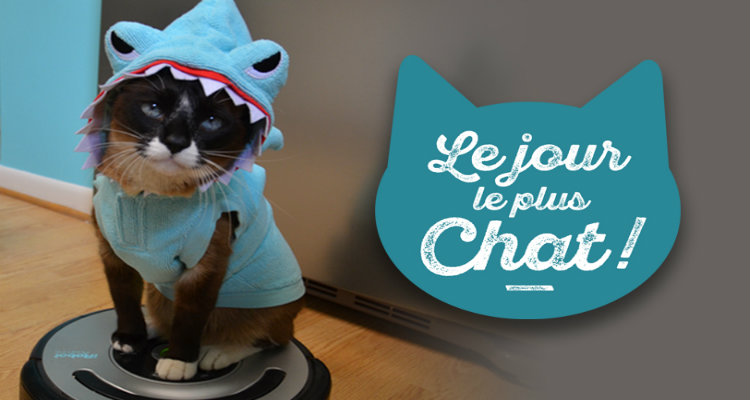 Le Jour Le Plus Chat 6ter Met Le Chat A L Honneur Avec Catwoman Et Un Betisier Lolcats Toutelatele