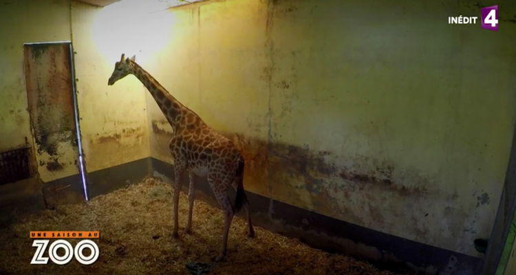 Une Saison Au Zoo 6 L Accouchement Spectaculaire De La Girafe Fait Exploser L Audience De France 4 Toutelatele