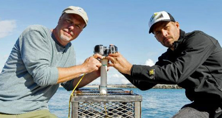 Shark Week Paul Walker et Michael Domeier percent le myst re des